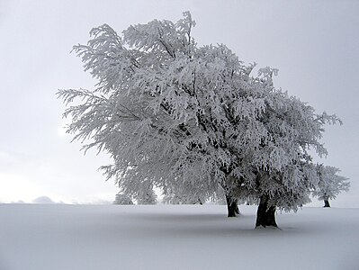 Fagus sylvatica (European Beech)