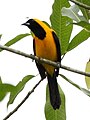 (Icterus chrysater, cat.)