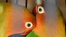 Couple Love Bird