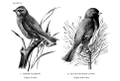 Junco hyemalis (common: Slate-coloured Junco) Plate 29, No. 2. in: Birdcraft, 1897