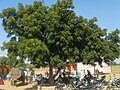 Provincial tree of Sindh