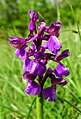 Anacamptis morio Germany - Ebringen