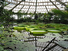 Victoria amazonica