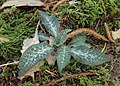 Goodyera oblongifolia