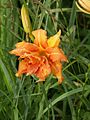 ヤブカンゾウの花 Flower of (Hemerocallis fulva var. kwanso)