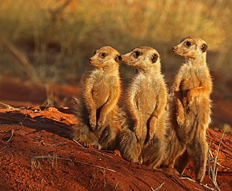 Meerkats Suricata suricatta