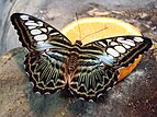 * Nomination: Parthenos sylvia (Cramer, 1775) in the zoo of Wrocław (Poland) --Guérin Nicolas 22:51, 7 July 2008 (UTC) * * Review needed