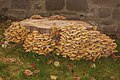 * Nomination: Honey Mushrooms at the city fortifications in Lindau am Bodensee --FlocciNivis 16:24, 22 October 2024 (UTC) * * Review needed