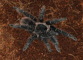 35 Lasiodora parahybana 2015 G1 uploaded by George Chernilevsky, nominated by George Chernilevsky