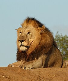 Lion Panthera leo ♂