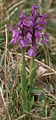 Anacamptis morio Germany - Virngrund