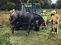 Horse rescue