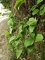 Smilax china