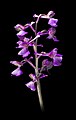   Anacamptis morio France - Fronton