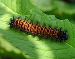 Caterpillar.