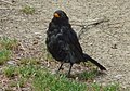 Turdus merula, mâle en mue (Penn ar Run Izella, Goulien)