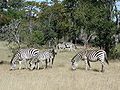 Thumbnail for File:L15zebras.jpg