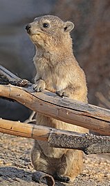 Rock hyrax Procavia capensis