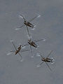 アメンボ (Gerridae)、種未同定。翅が退化しているのか生長中なのか、はてさて。 en:Water strider wings are degenerated.