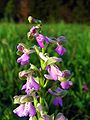 Anacamptis morio Germany - Saarland