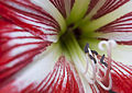 * Nomination Hippeastrum flower's stamens --Gaendalf 02:55, 8 February 2011 (UTC) * Decline  Oppose too many fuzzy areas --Archaeodontosaurus 19:42, 9 February 2011 (UTC) what do you refer to with "fuzzy". I don't understand its meaning in photographic issues. Thanks! --Gaendalf 00:14, 10 February 2011 (UTC)