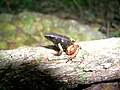 Mantella bernhardi