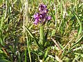 Anacamptis morio Germany - Büchelberg (Wörth)