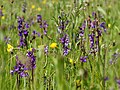 Anacamptis morio habitat Belgium - Hour