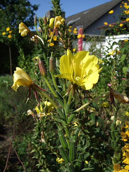 File:Nachtkerze Oenothera.jpg