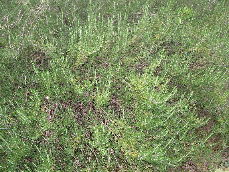 File:Rosmarinus officinalis 0943.jpg