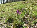 Anacamptis morio Germany - Moosalbtal (bei Völkersbach)