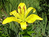 Yellow Tiger Lily