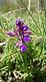 Anacamptis morio Germany - Moosalbtal (bei Ettlingen)