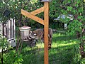 Raccoon in a garden in Kamouraska, Québec