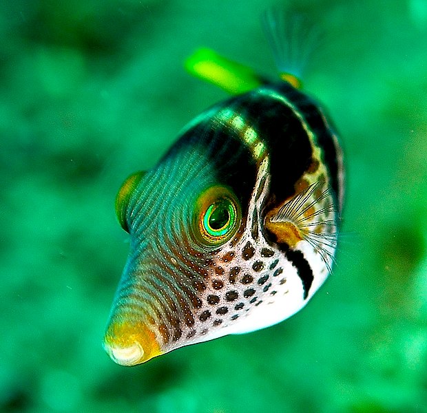 File:Canthigaster valentini 1.jpg