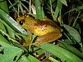 Boophis bottae ♀