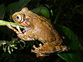 Boophis reticulatus