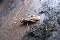 Ichneumon sp.