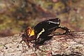 Mantella bernhardi