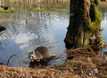 Raccoon searching for food at a lakeshore