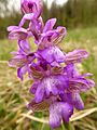 Anacamptis morio Germany - Moosalbtal (bei Völkersbach)