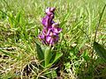 Anacamptis morio Germany - Ittersbach