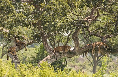 Tree-climbing lions Panthera leo ♀