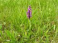 Anacamptis morio Germany - Langenalb