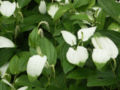 ハンゲショウの花と葉 Flower and leaf of "Hangesyo" (Saururus chinensis).