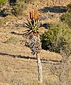 Aloe ferox in habitat, Mountain Zebra National Park, Eastern Cape Province, South Africa.