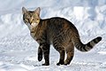 30 Felis catus-cat on snow uploaded by Von.grzanka, nominated by Von.grzanka