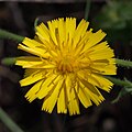 106 Taraxacum officinale (Slovenia) uploaded by PetarM, nominated by PetarM