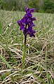 Anacamptis morio Germany - Kaiserstuhl (Gebirge)