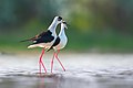 2 Black-winged stilt courtship behaviour uploaded by Ryzhkov Sergey, nominated by Christian Ferrer